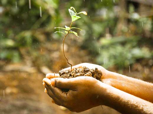 Battery Minerals Seedling in Hands